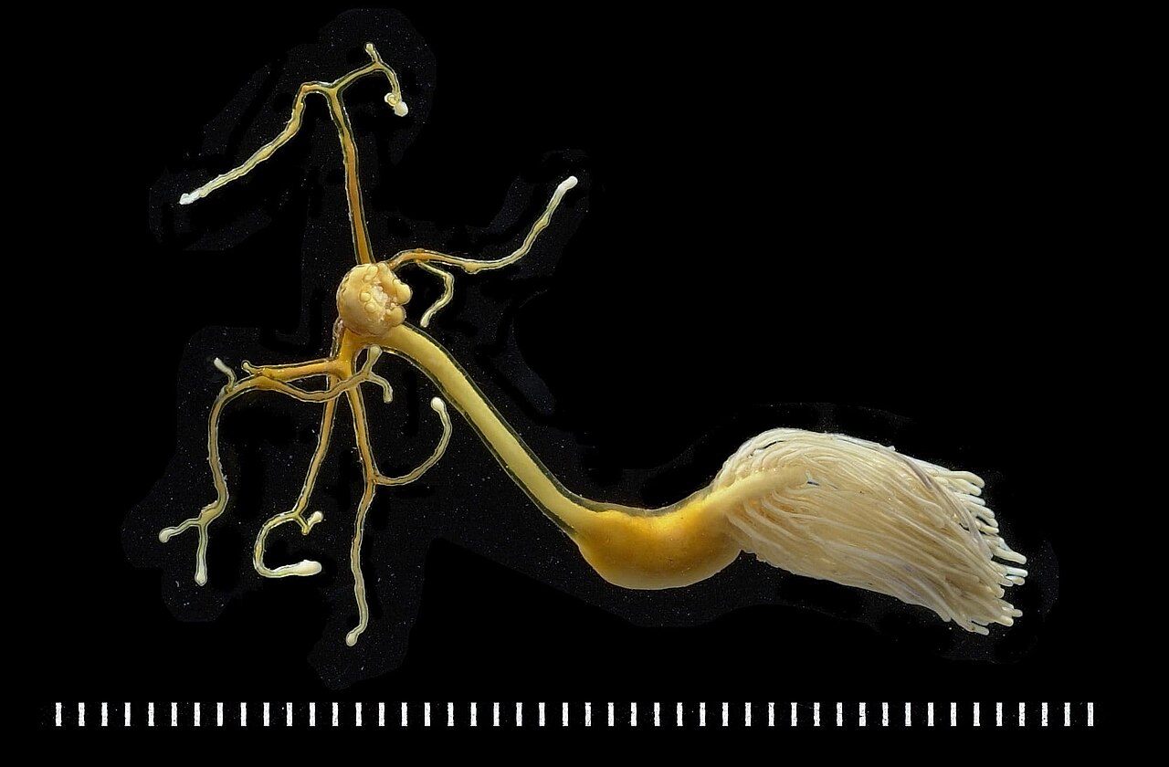 Pristipomoides filamentosus
