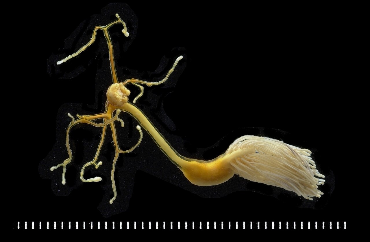 Pristipomoides filamentosus