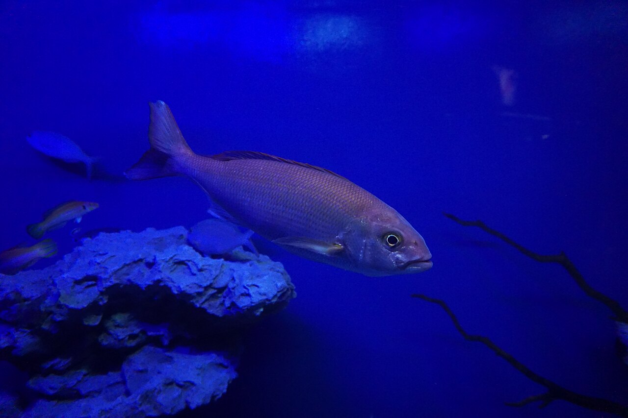 Pristipomoides filamentosus