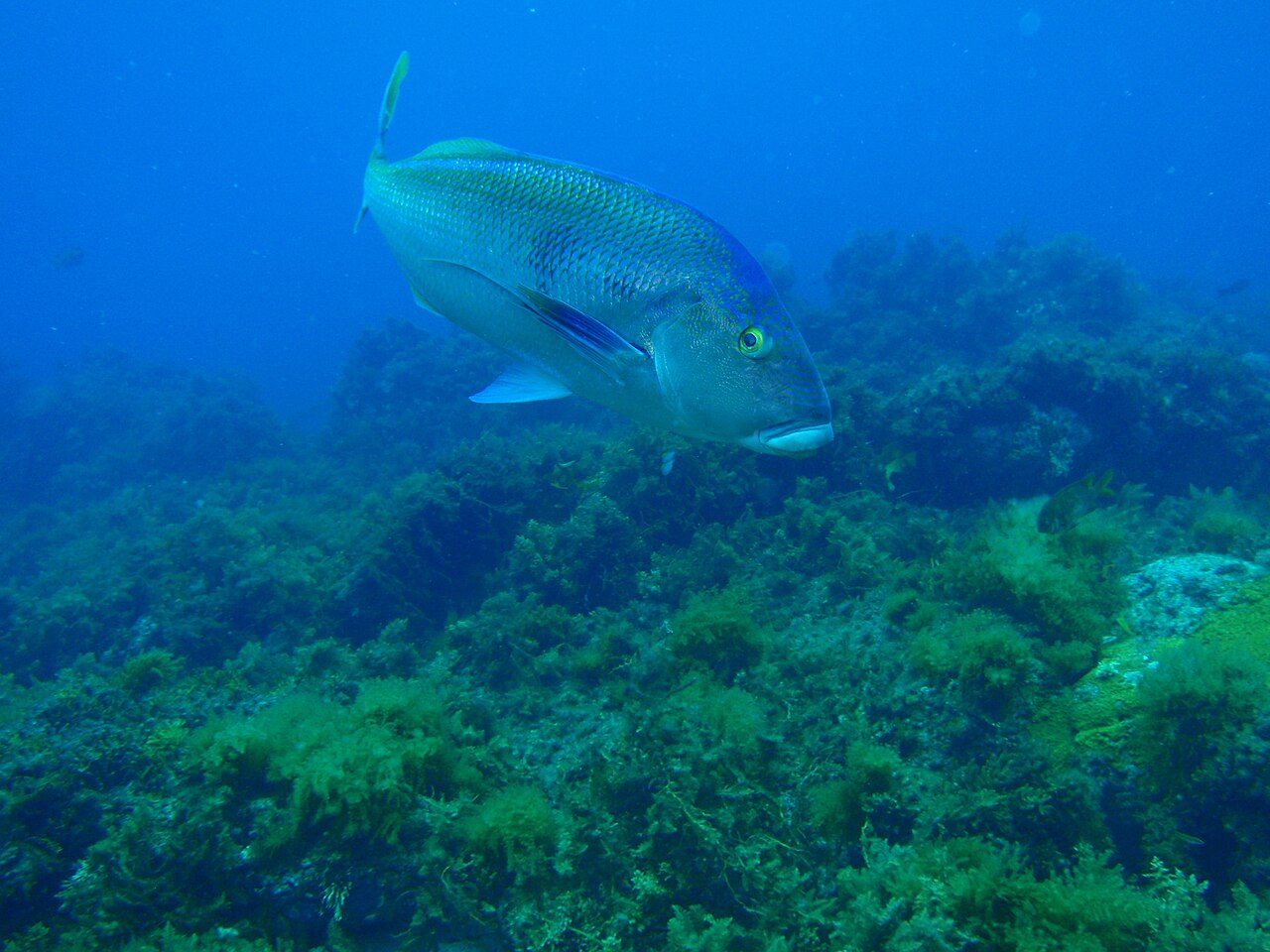 Queen snapper