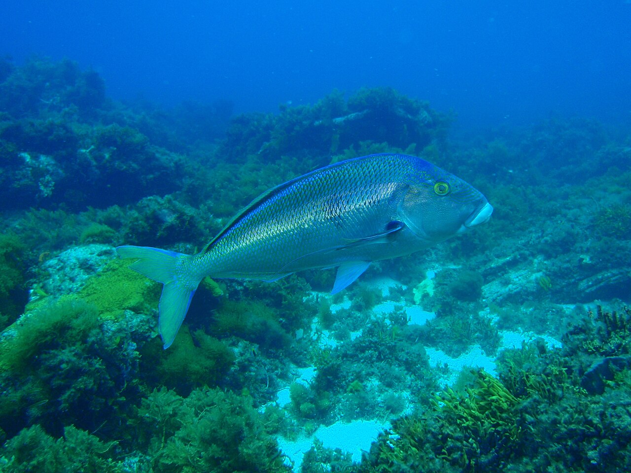 Queen snapper