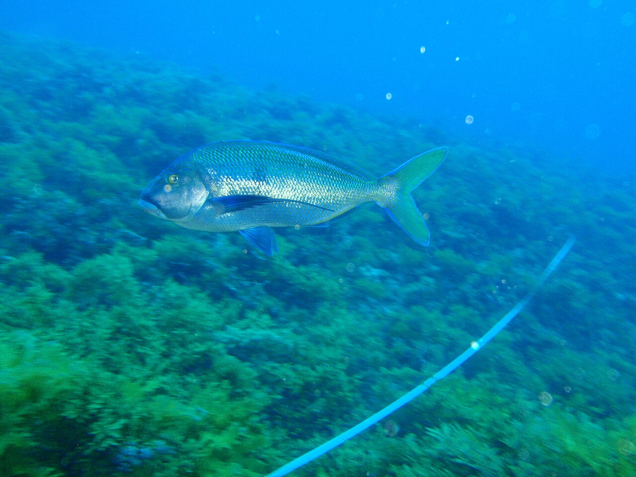 Queen snapper