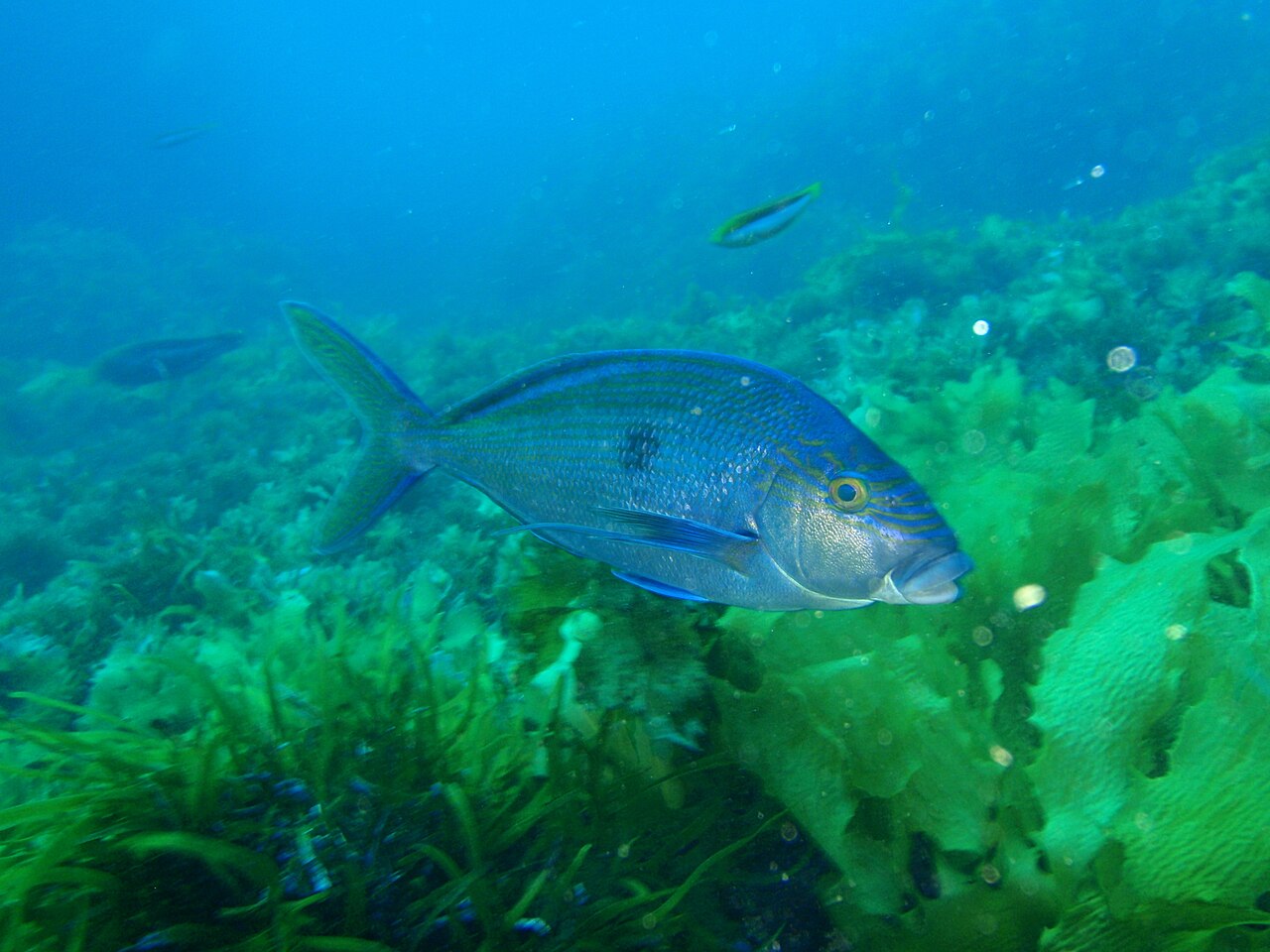 Queen snapper