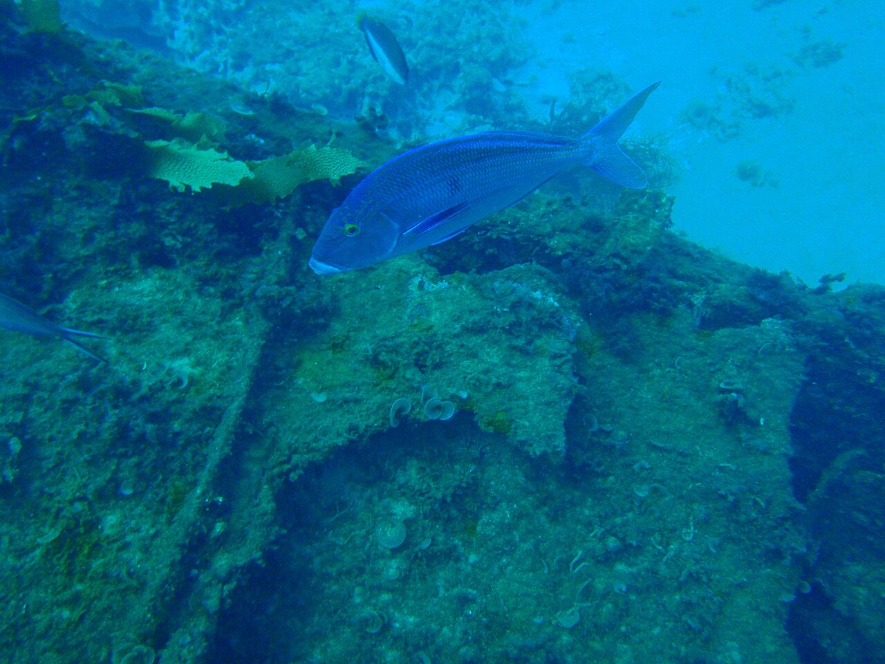 Queen snapper
