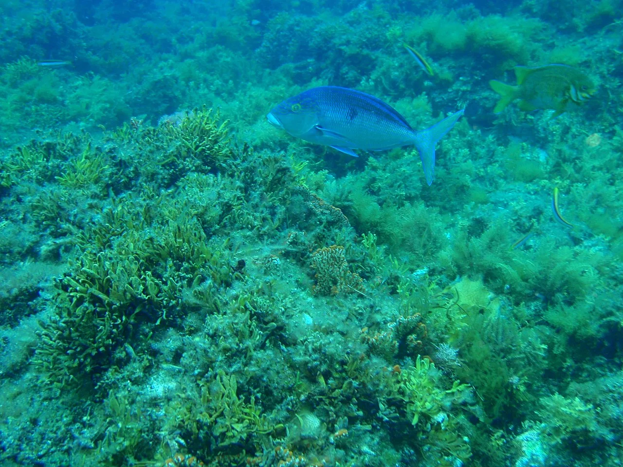 Queen snapper