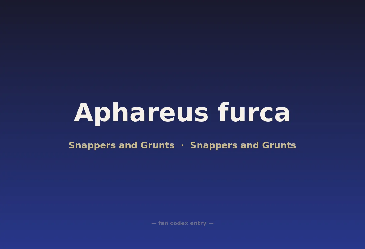 Aphareus furca
