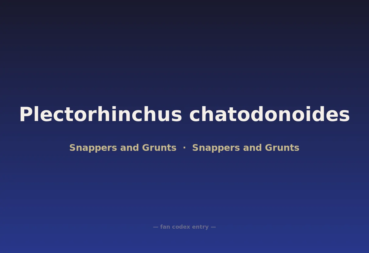 Plectorhinchus chatodonoides