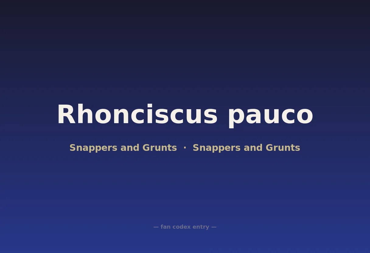 Rhonciscus pauco