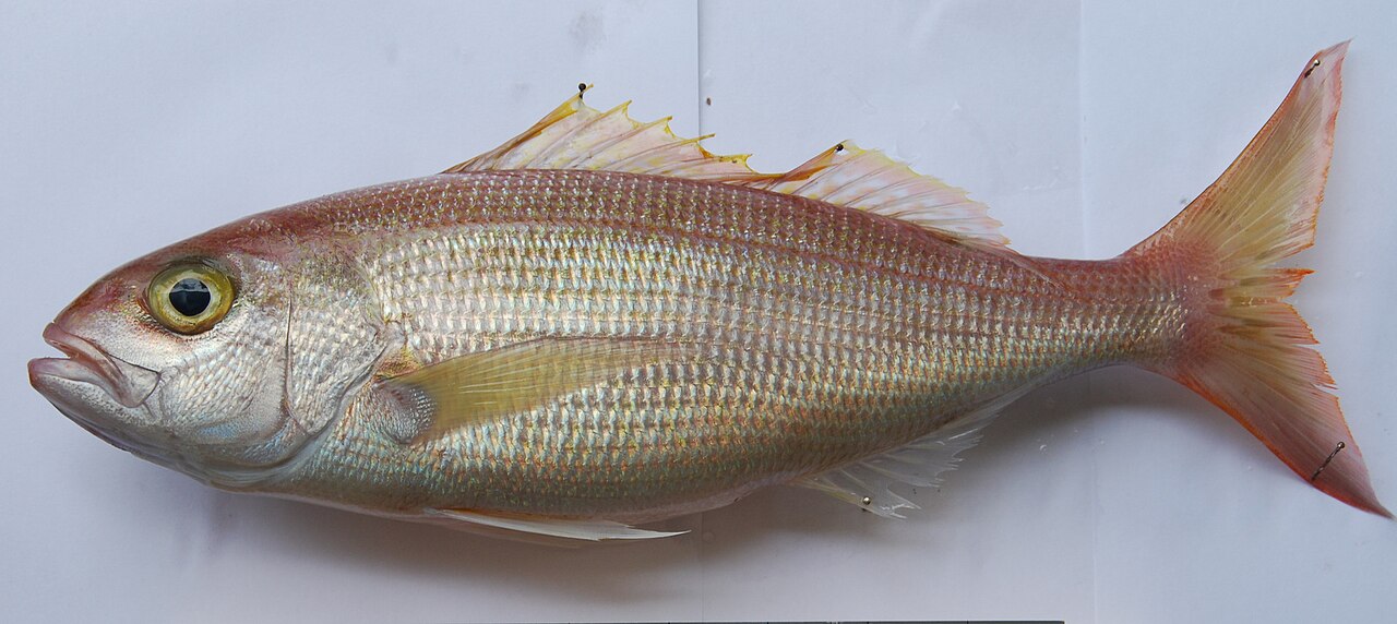 Pristipomoides filamentosus JNC2452