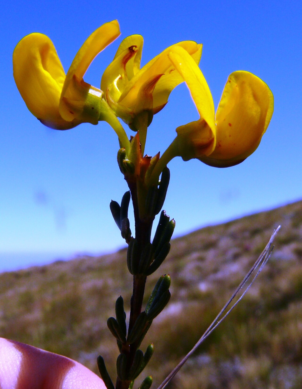 Cyclopia (plant)