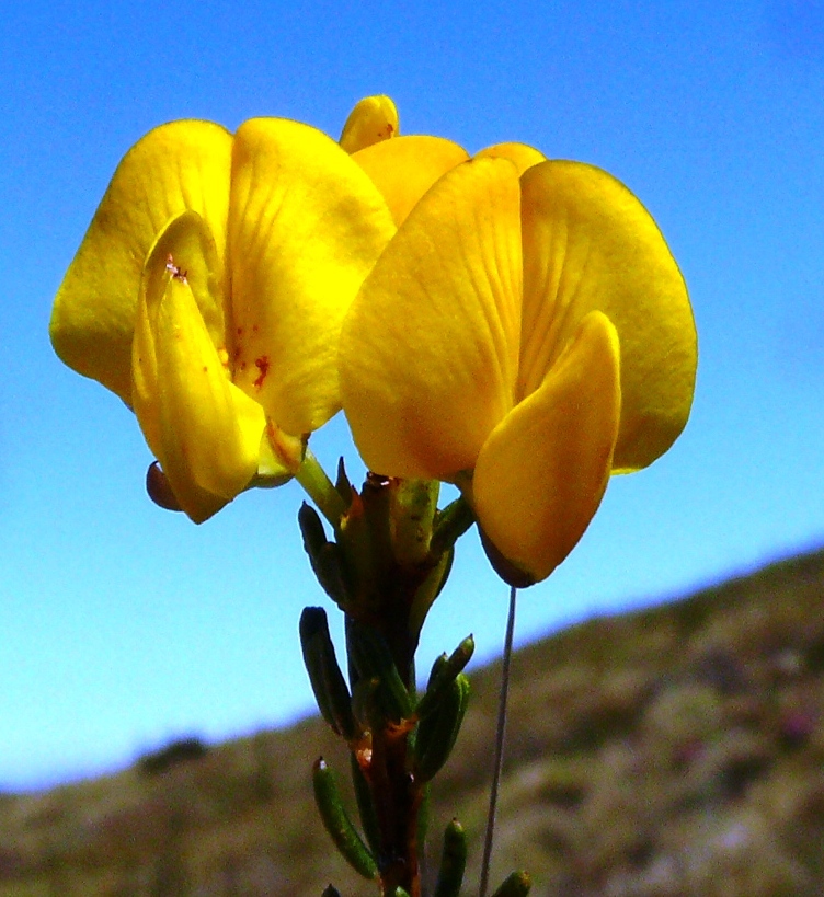 Cyclopia (plant)