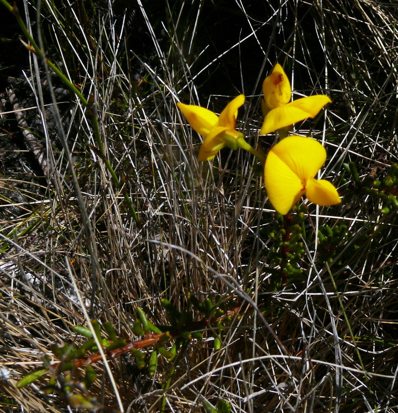 Cyclopia (plant)