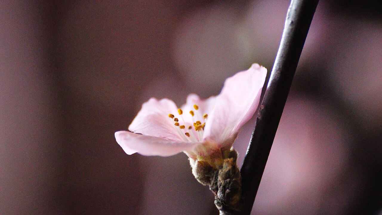 Cherry Filter