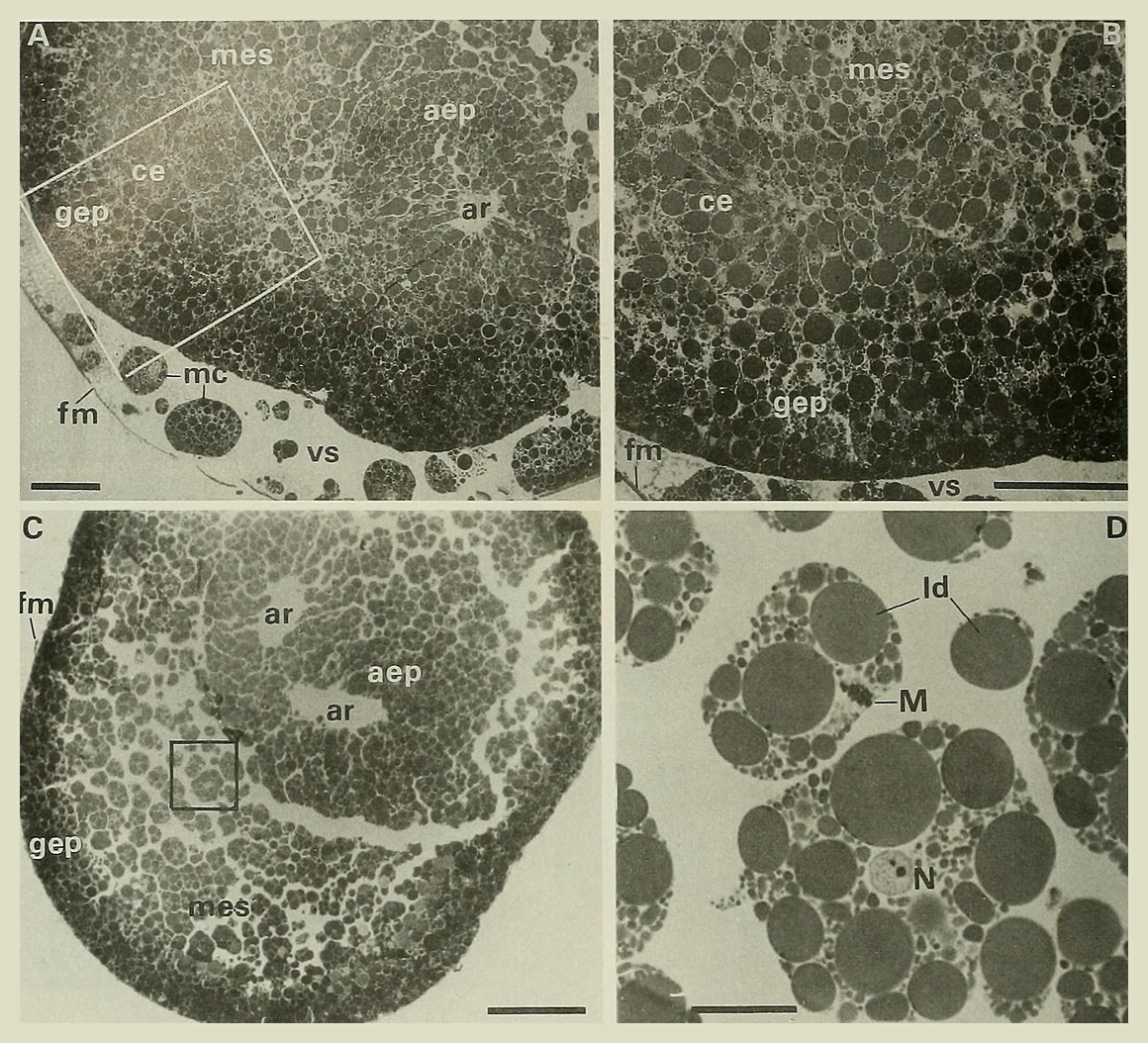 Abatus cordatus