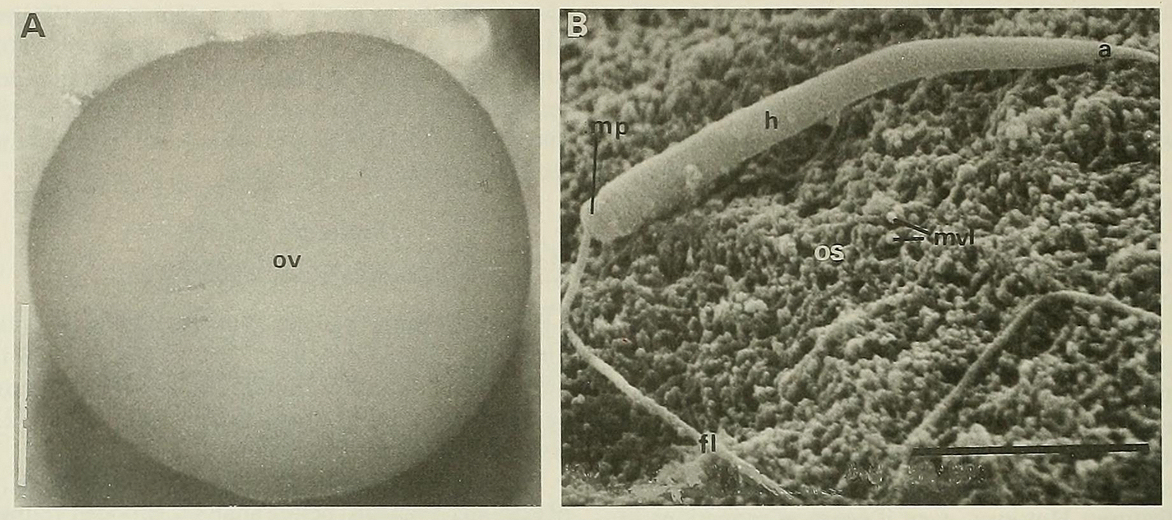 Abatus cordatus
