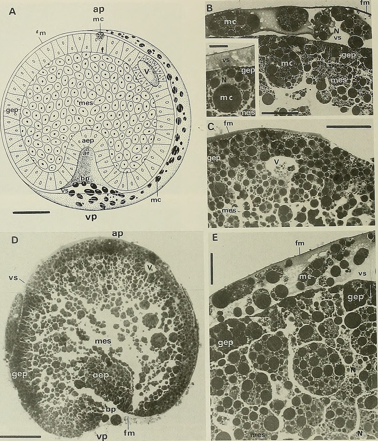 Abatus cordatus