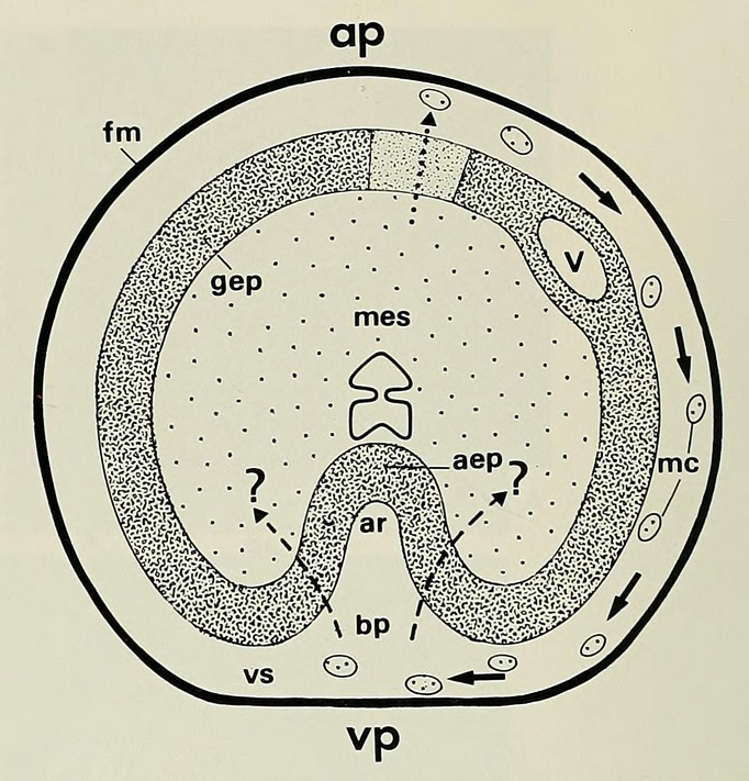 Abatus cordatus