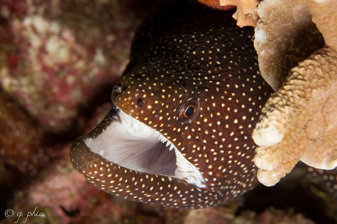 Abbott's moray eel (Gymnothorax eurostus)