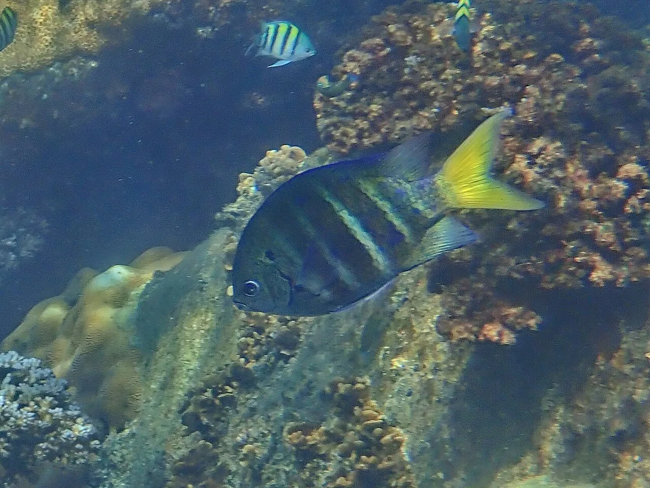 Yellowtail sergeant (Abudefduf notatus)