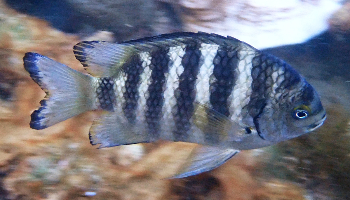 Banded sergeant (Abudefduf septemfasciatus)