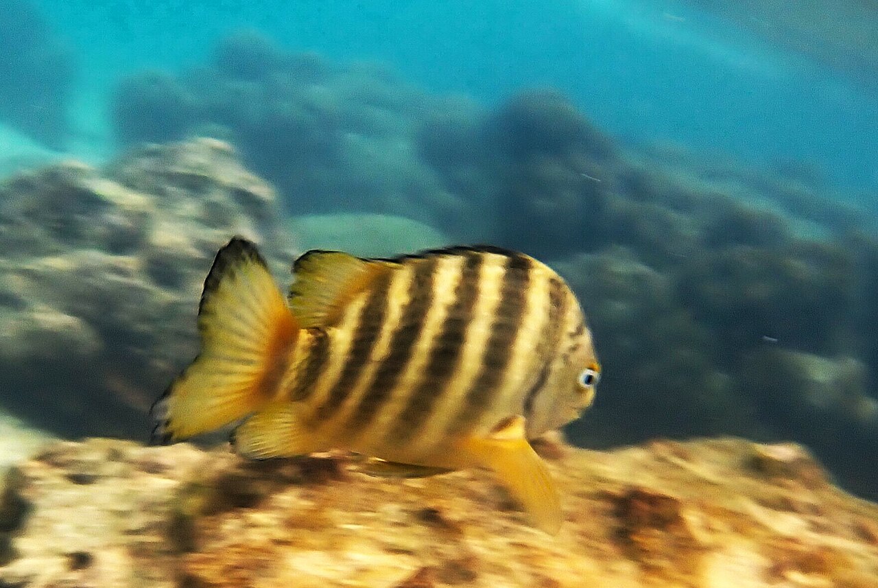 Banded sergeant (Abudefduf septemfasciatus)