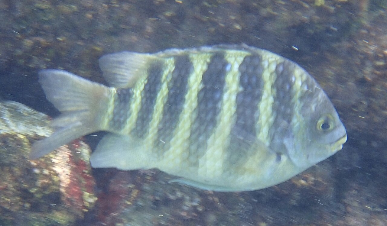 Banded sergeant (Abudefduf septemfasciatus)