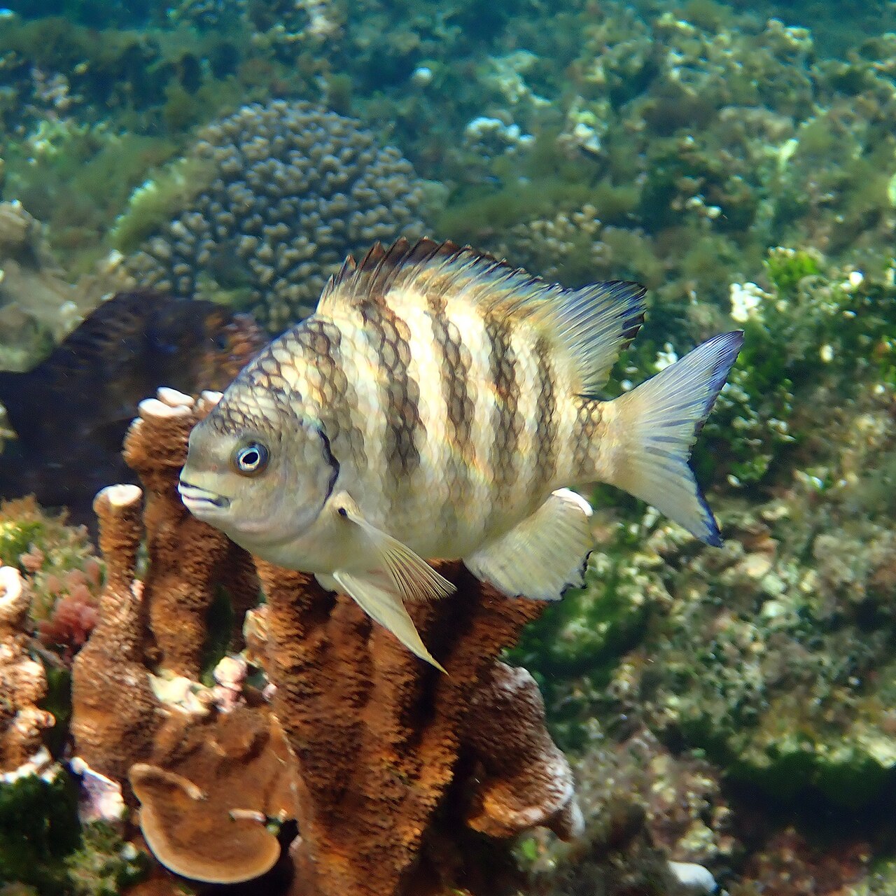 Banded sergeant (Abudefduf septemfasciatus)