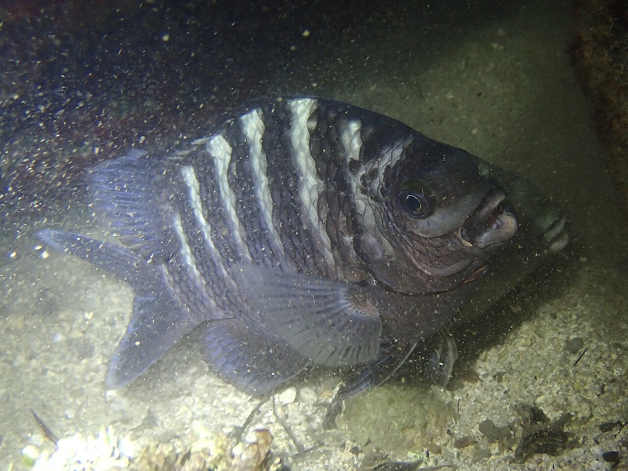 Banded sergeant (Abudefduf septemfasciatus)