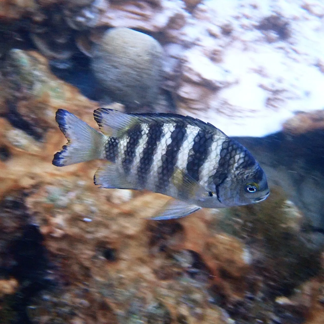 Banded sergeant (Abudefduf septemfasciatus)