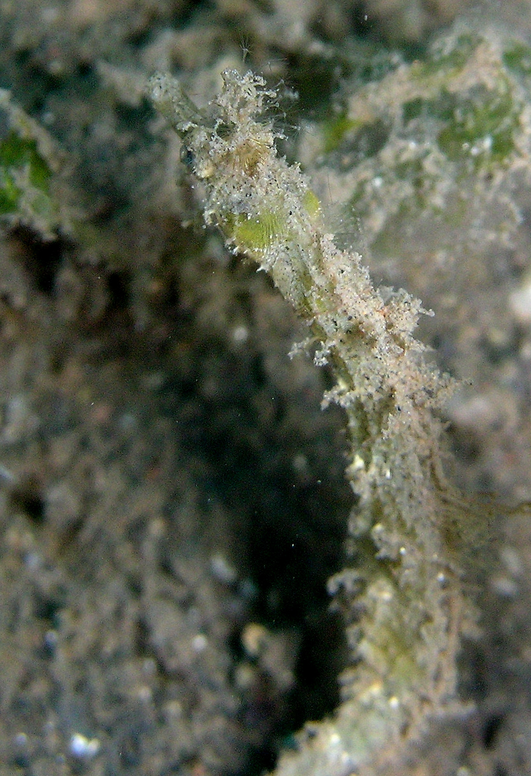 Acentronura breviperula