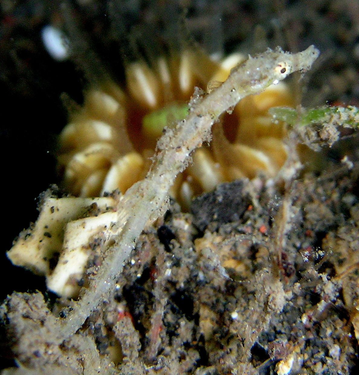Acentronura breviperula