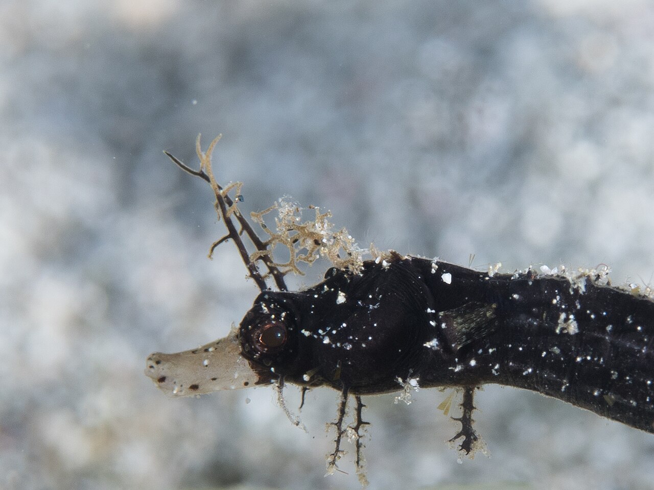 Acentronura breviperula