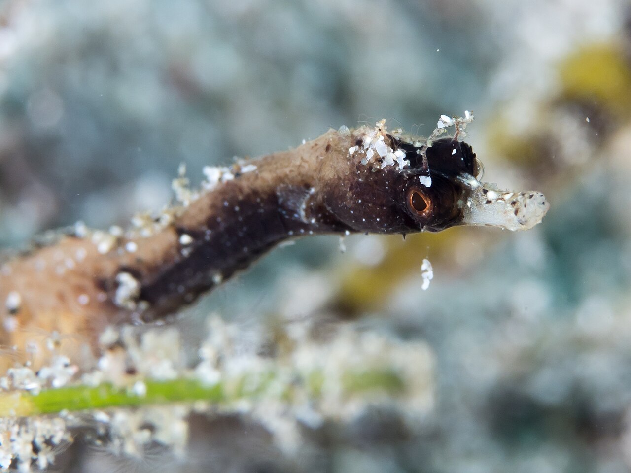 Acentronura breviperula