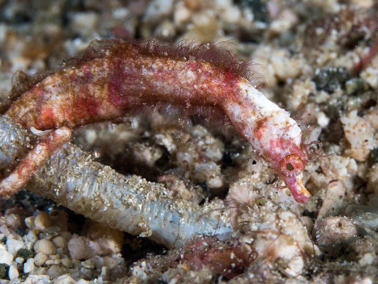 Acentronura breviperula