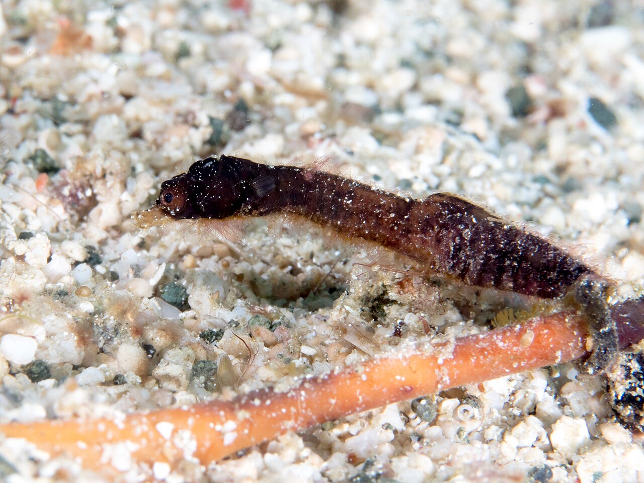 Acentronura breviperula
