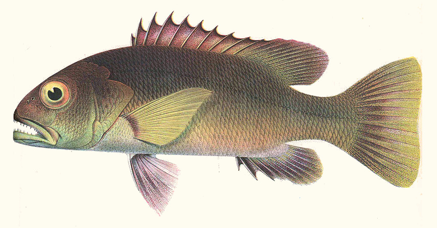 African brown snapper (Lutjanus dentatus)