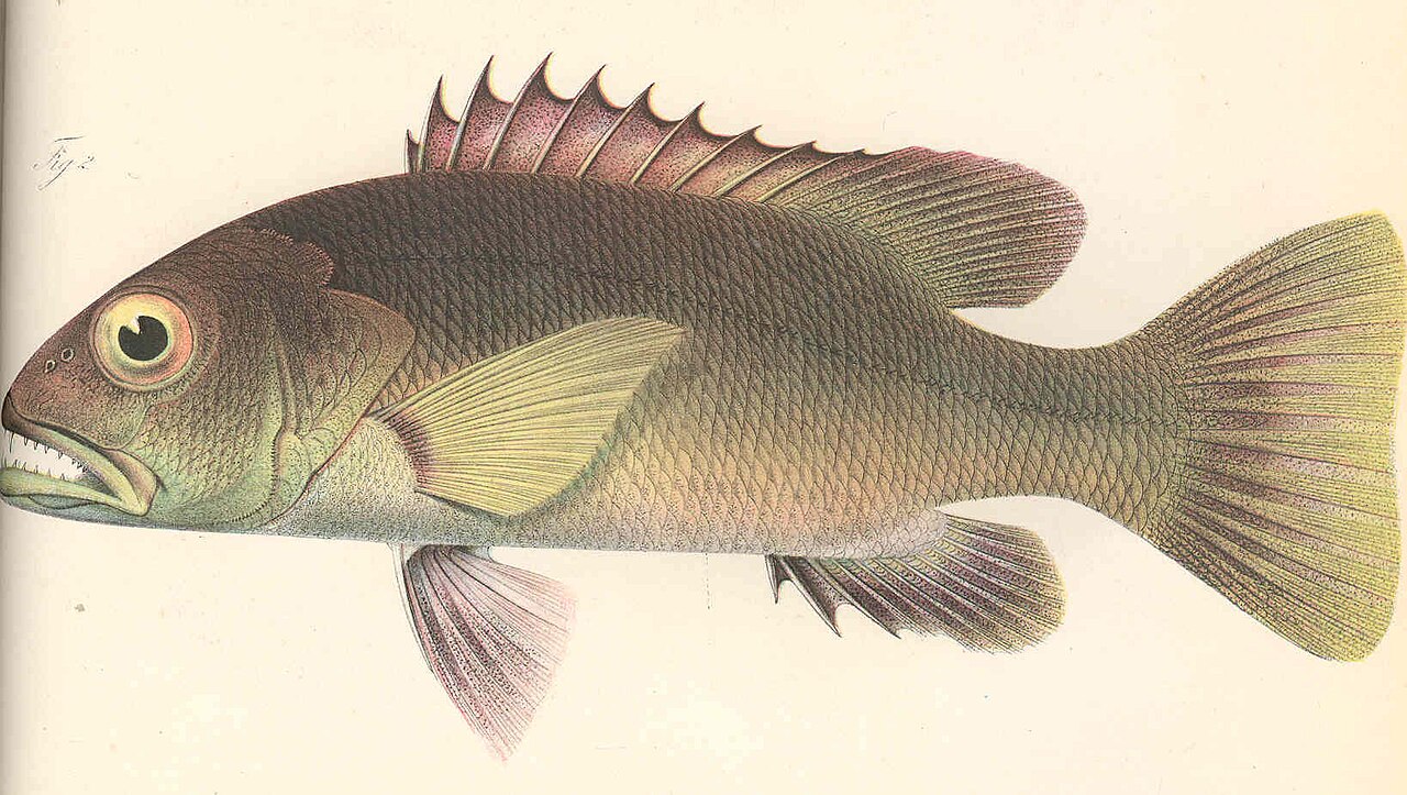 African brown snapper (Lutjanus dentatus)