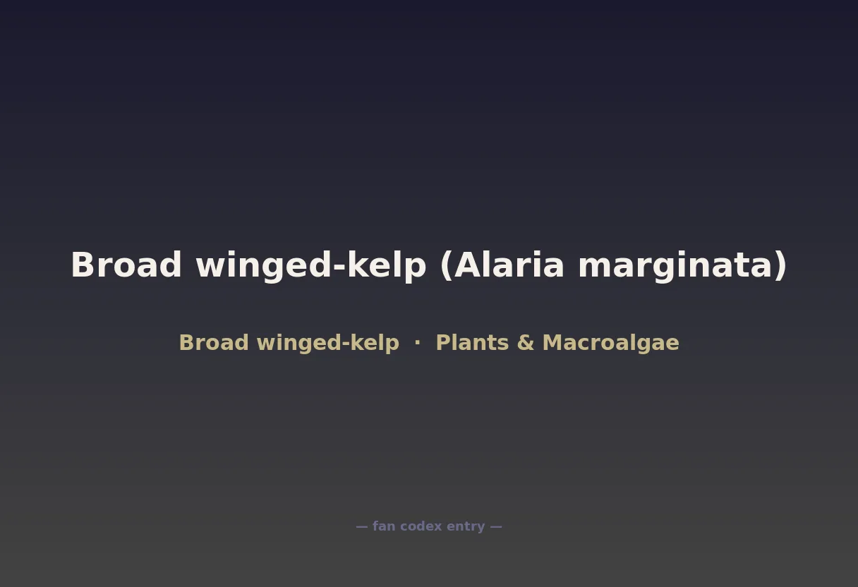 Broad winged-kelp (Alaria marginata)