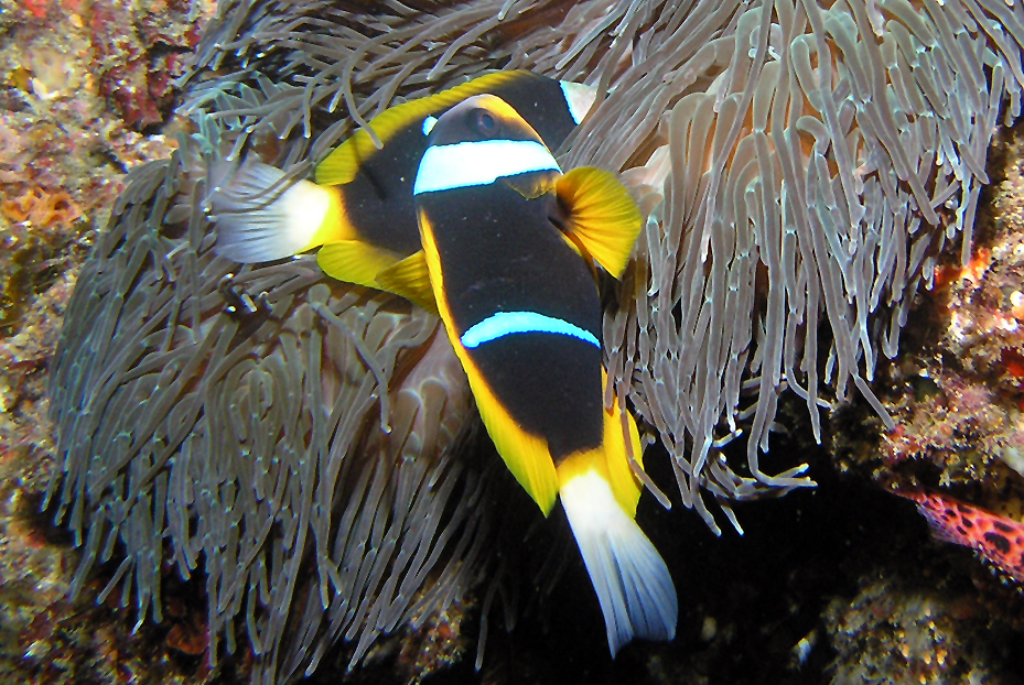 Allard's clownfish (Amphiprion allardi)
