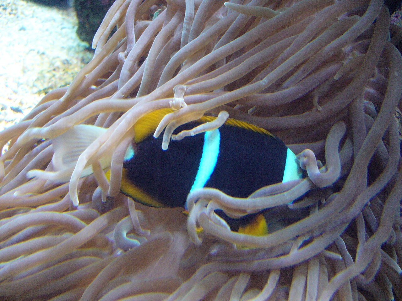 Allard's clownfish (Amphiprion allardi)