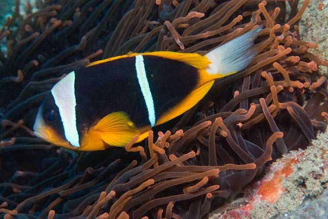Allard's clownfish (Amphiprion allardi)