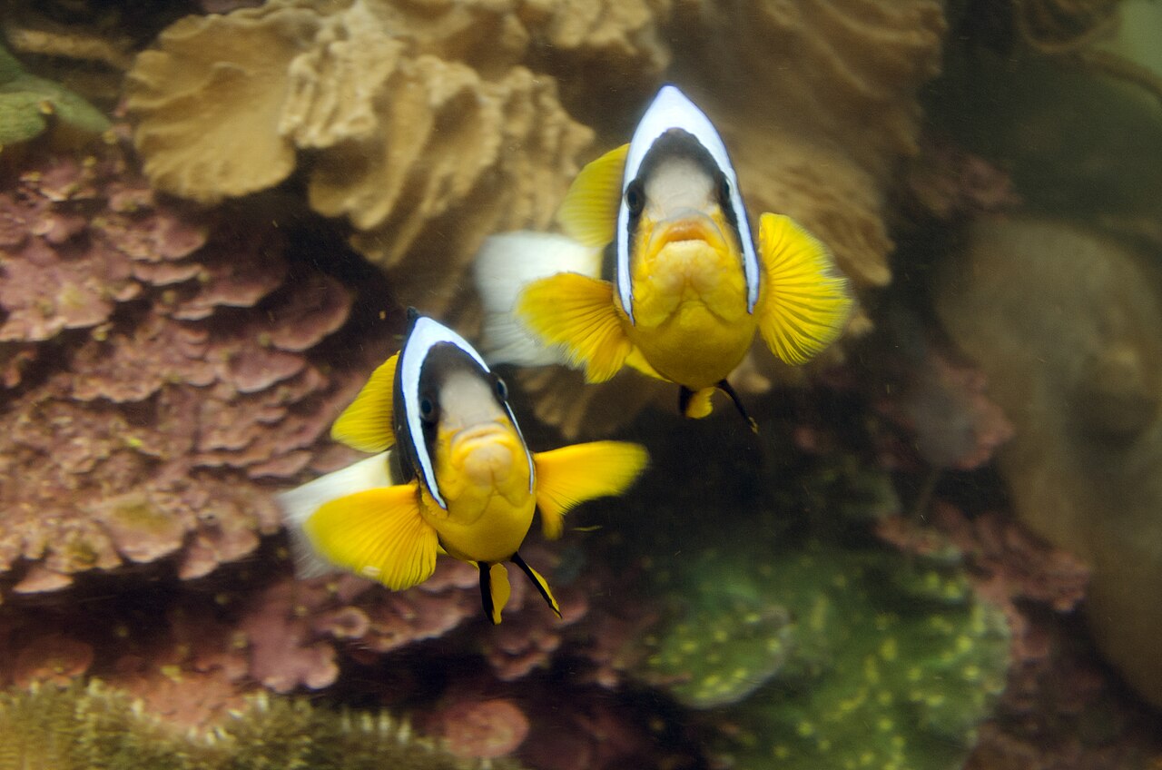 Allard's clownfish (Amphiprion allardi)
