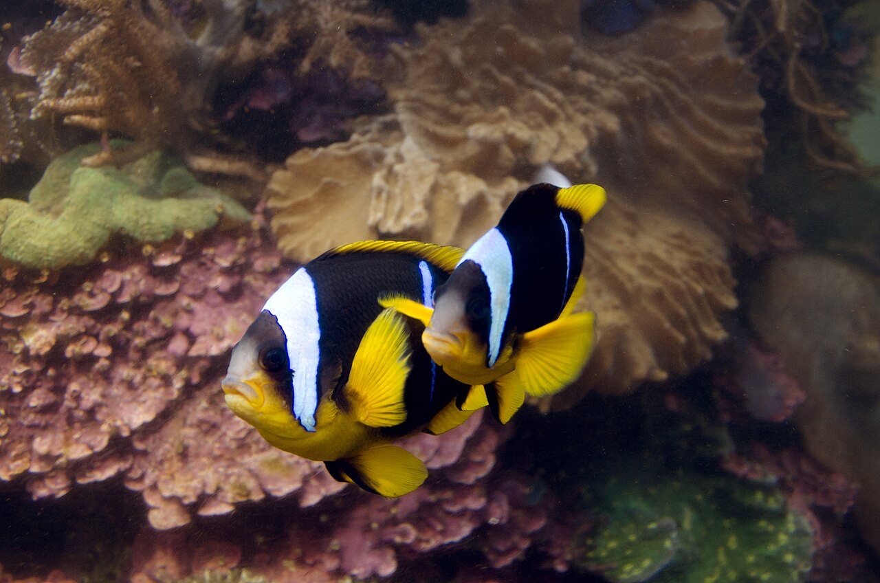 Allard's clownfish (Amphiprion allardi)