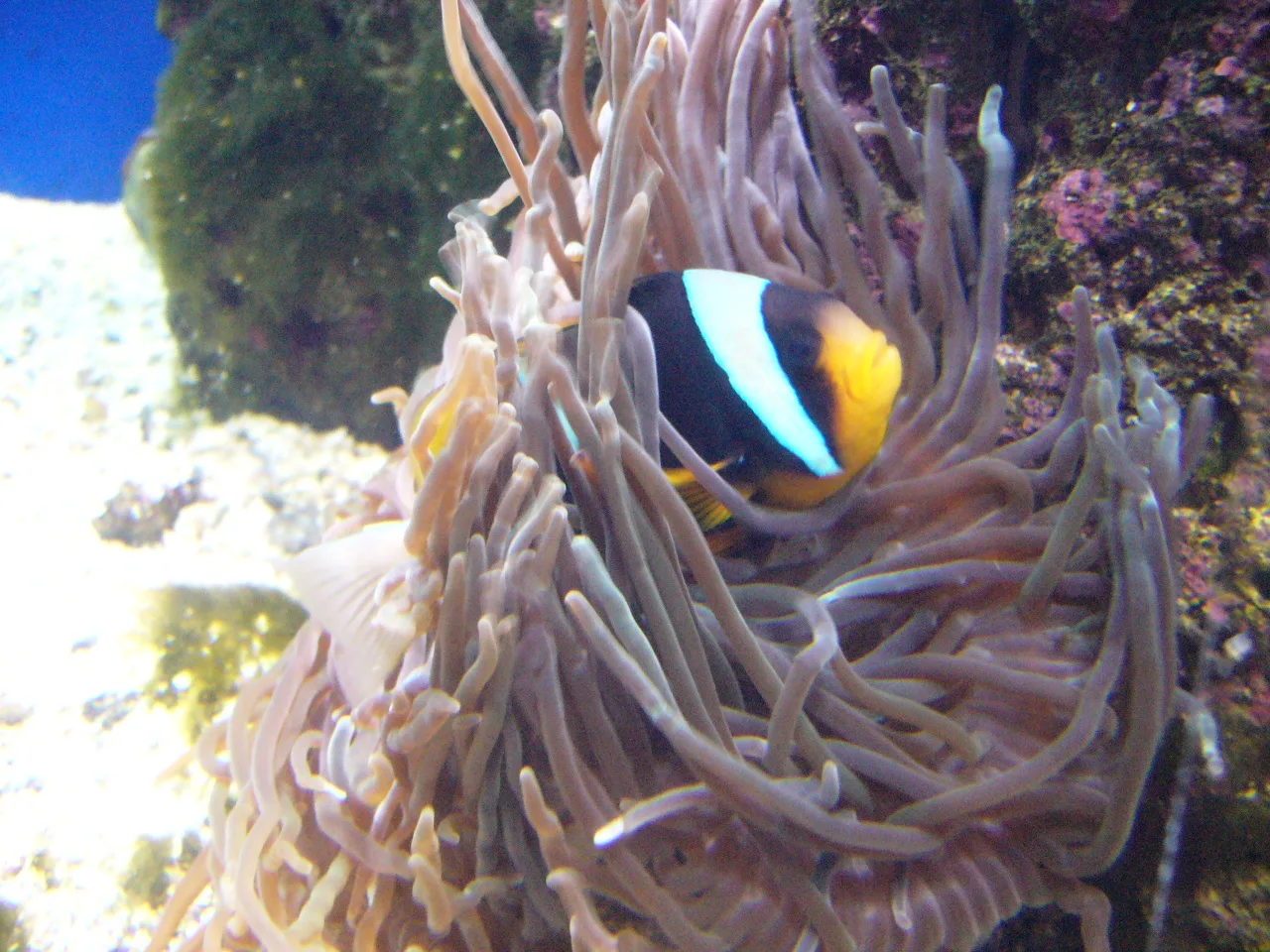 Allard's clownfish (Amphiprion allardi)