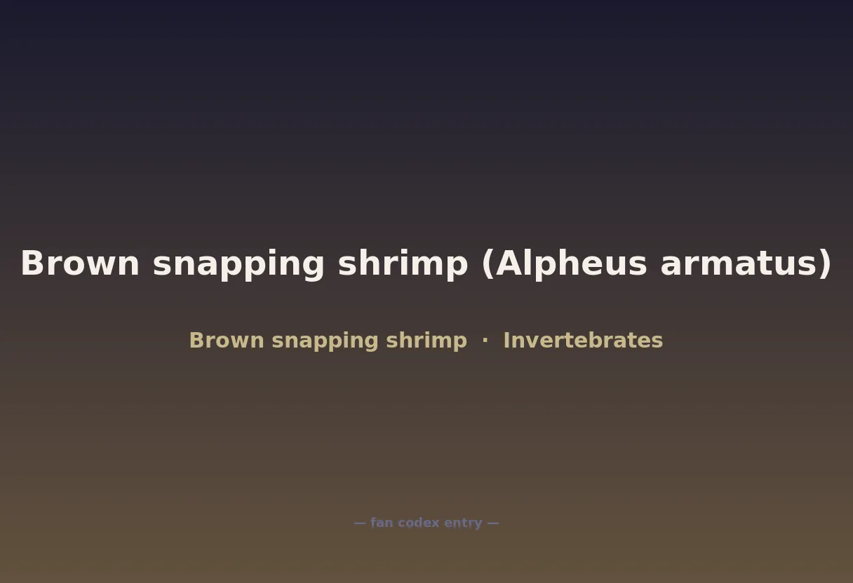 Brown snapping shrimp (Alpheus armatus)