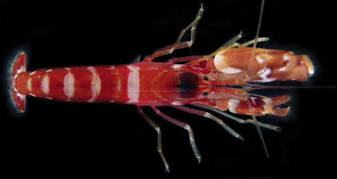 Alpheus cedrici