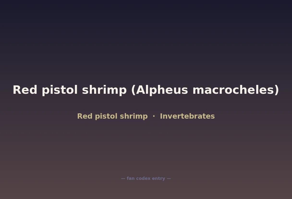 Red pistol shrimp (Alpheus macrocheles)