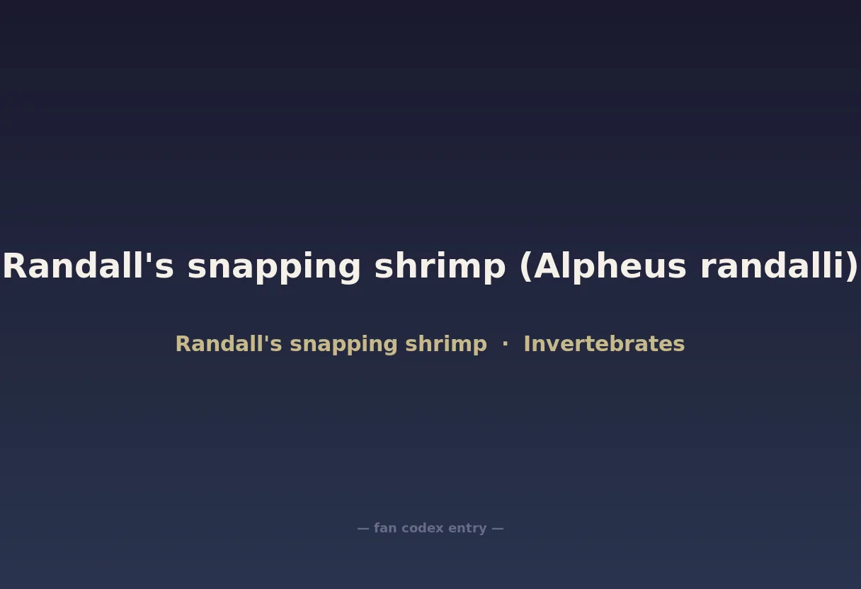 Randall's snapping shrimp (Alpheus randalli)