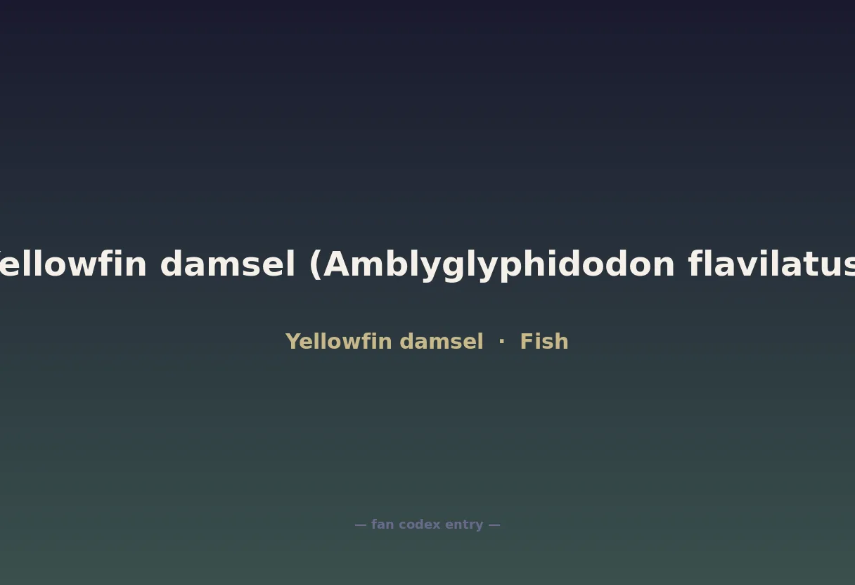Yellowfin damsel (Amblyglyphidodon flavilatus)