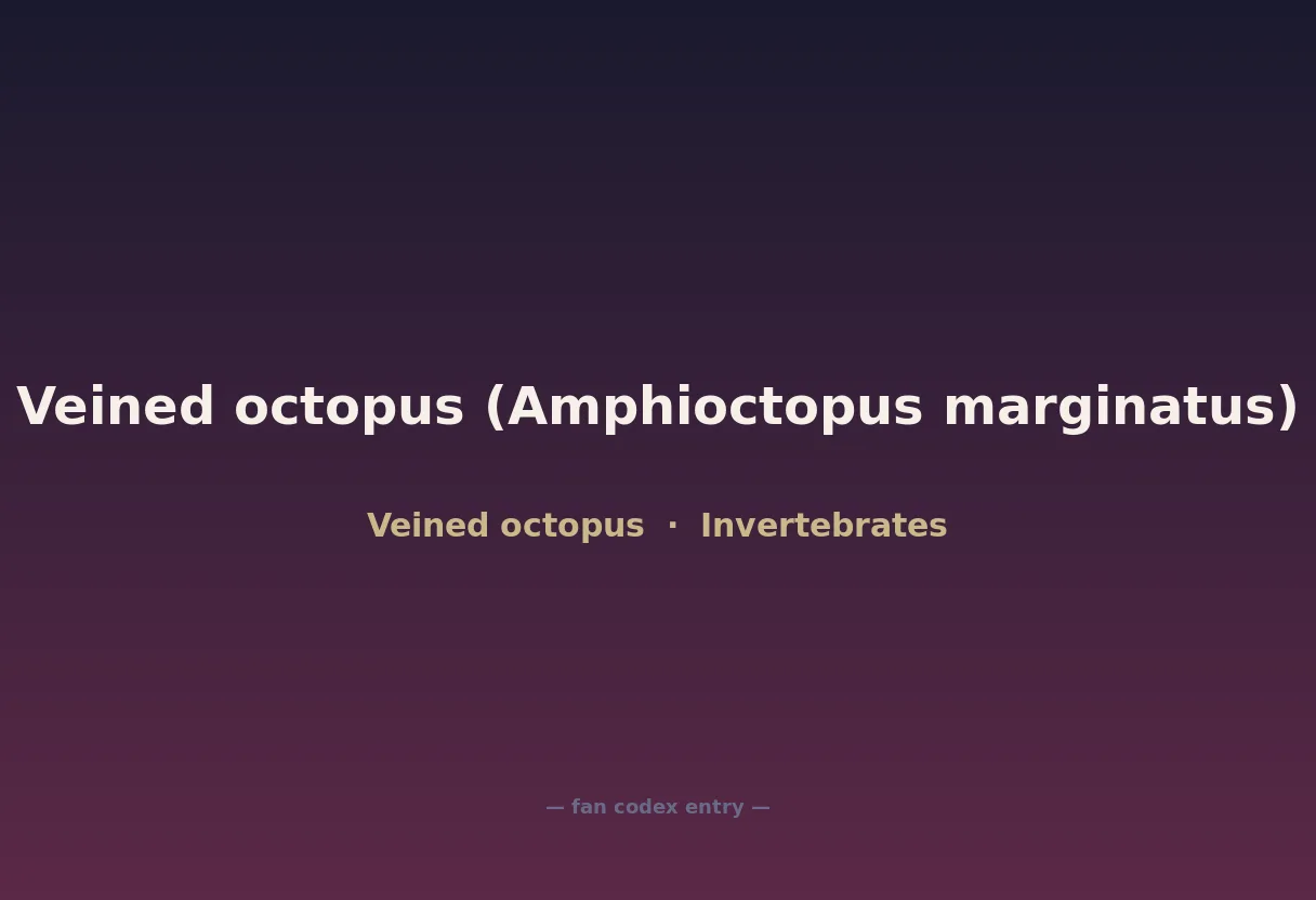 Veined octopus (Amphioctopus marginatus)
